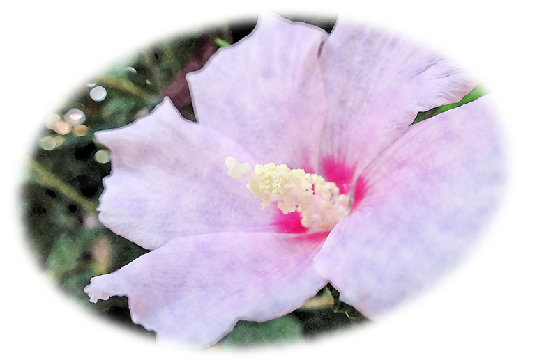 ムクゲ（無窮花）